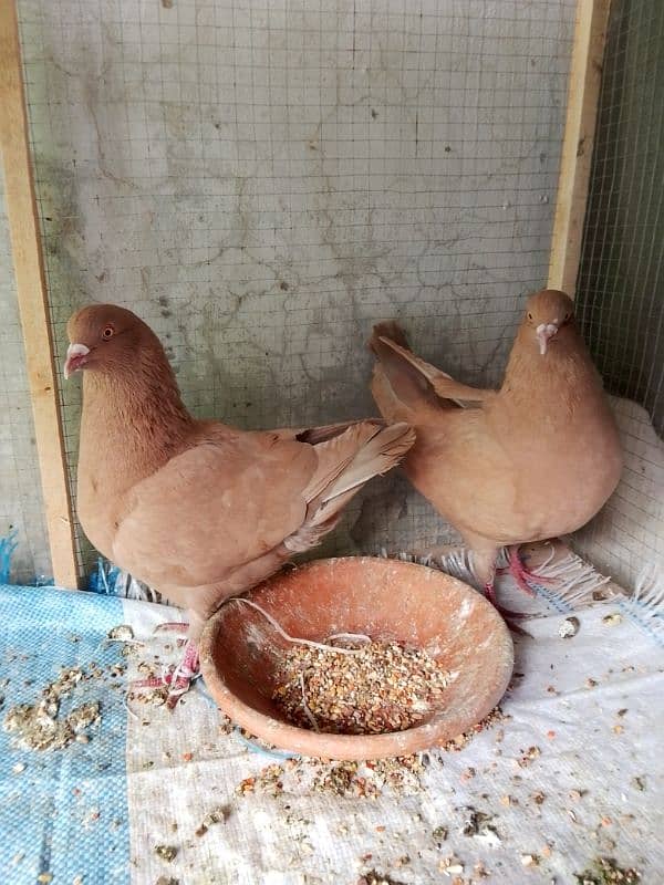 King pigeon pair ready to breed 0