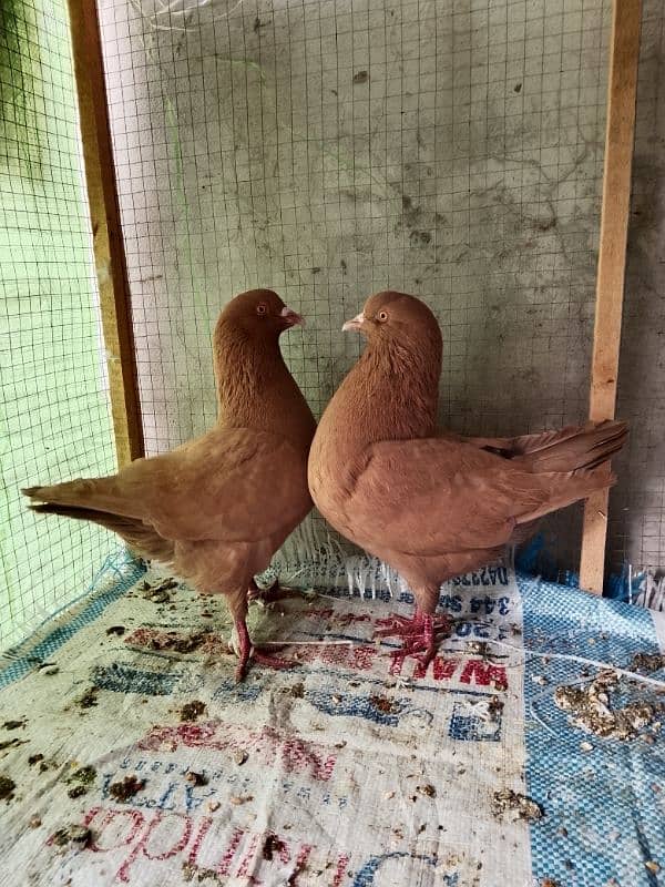 King pigeon pair ready to breed 3