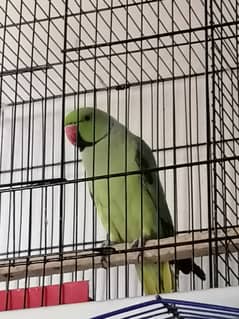 Ringneck parrot Male for sale