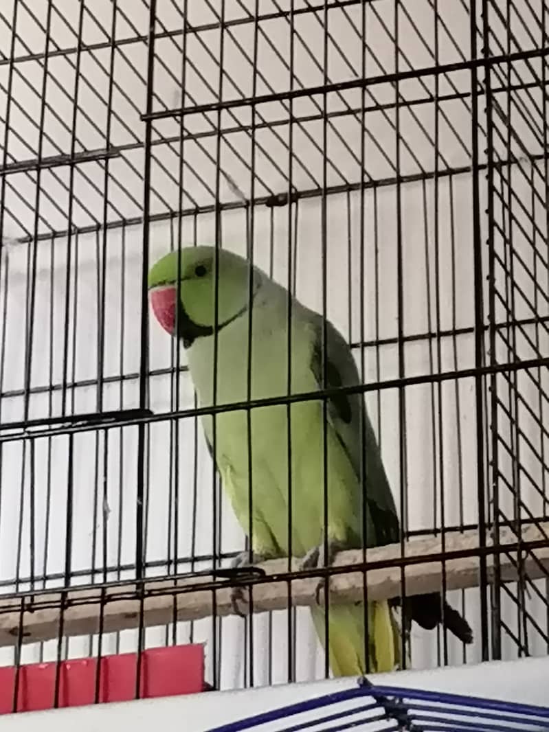 Ringneck parrot Male for sale 0