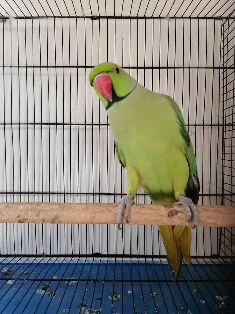 Ringneck parrot Male for sale 1