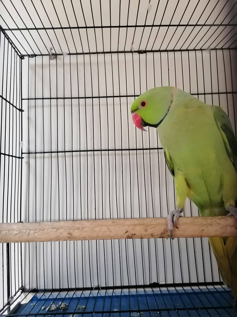 Ringneck parrot Male for sale 2