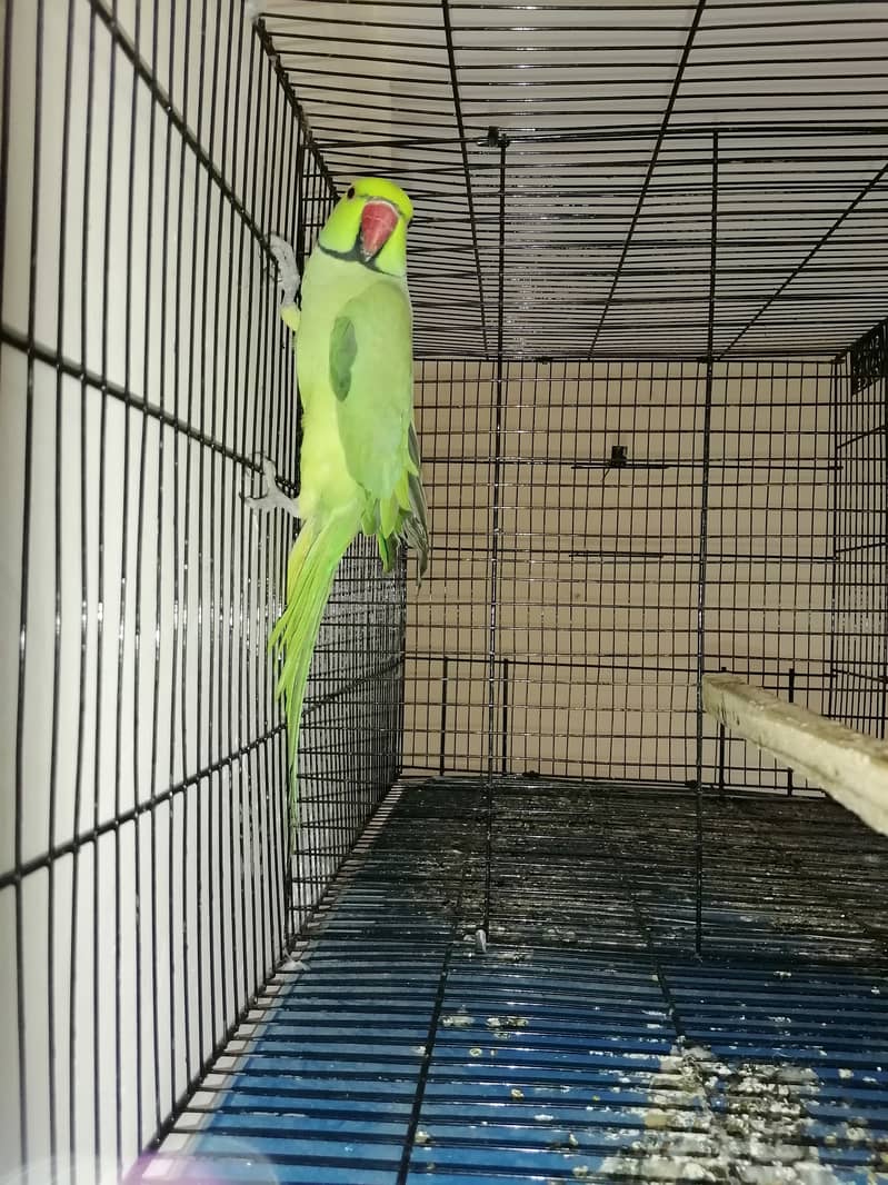 Ringneck parrot Male for sale 3