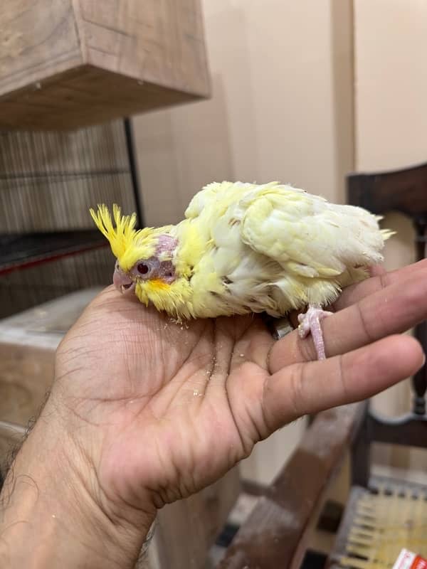 Lutino Cockatiel Chicks | Red Eye Cockatiel Chicks 0