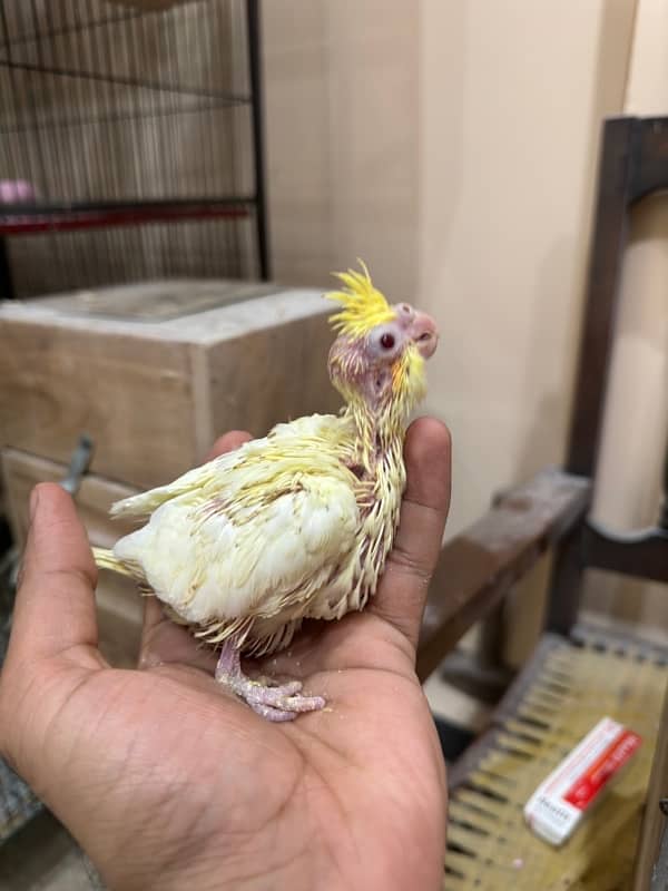 Lutino Cockatiel Chicks | Red Eye Cockatiel Chicks 1