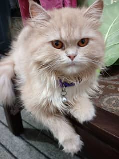 Persian cats for sale