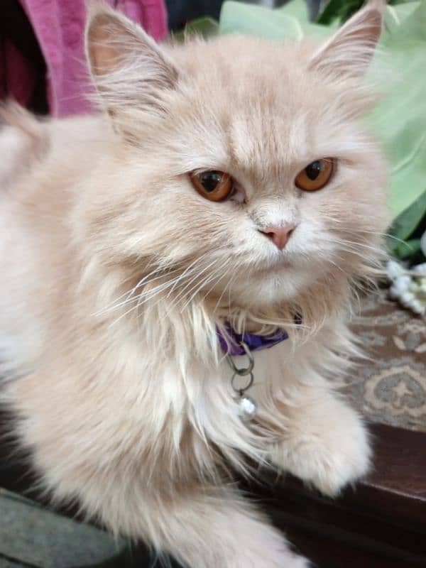 Persian cats for sale 1