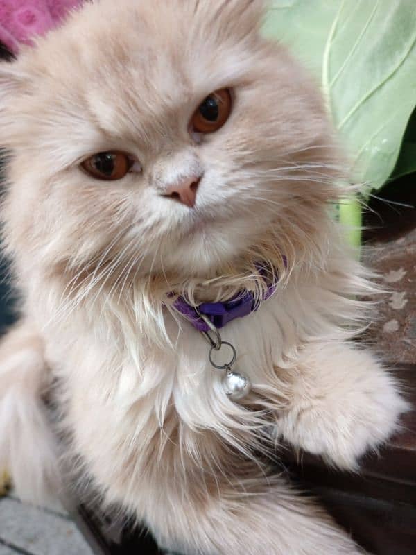 Persian cats for sale 2