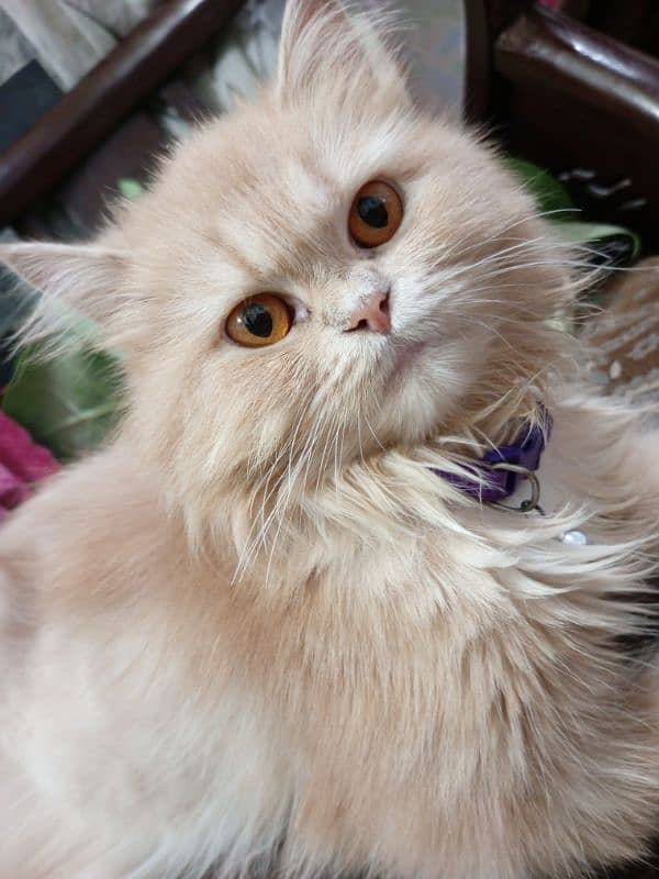 Persian cats for sale 6