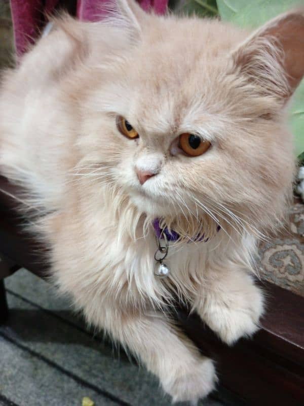 Persian cats for sale 8