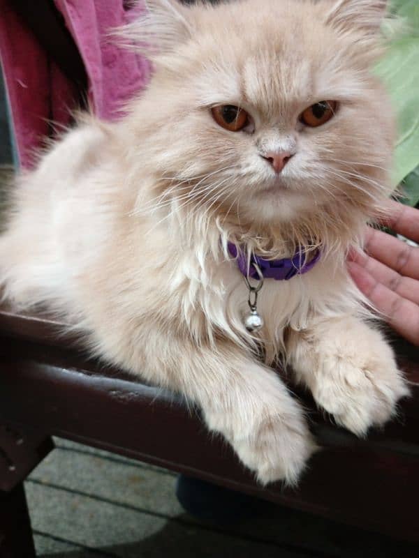 Persian cats for sale 9