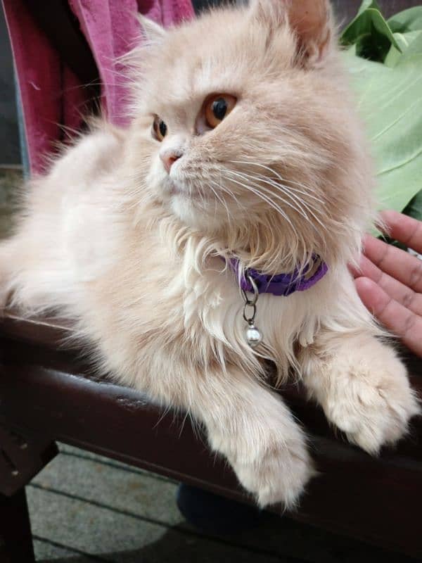 Persian cats for sale 10