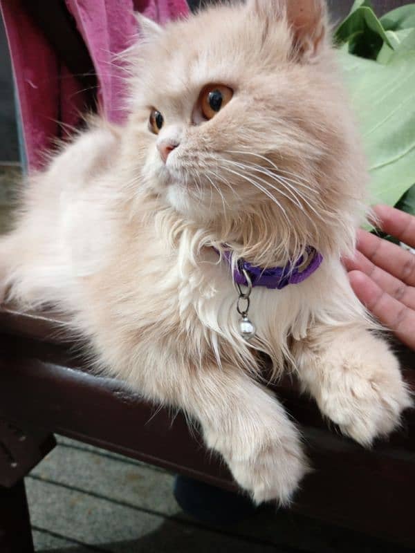 Persian cats for sale 12