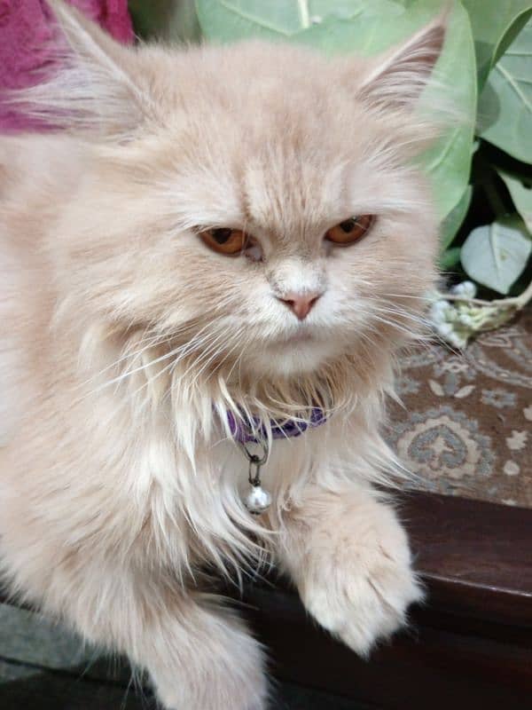 Persian cats for sale 13