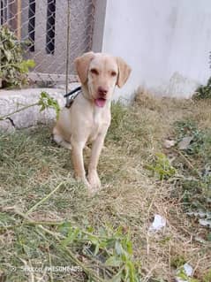 Labrador