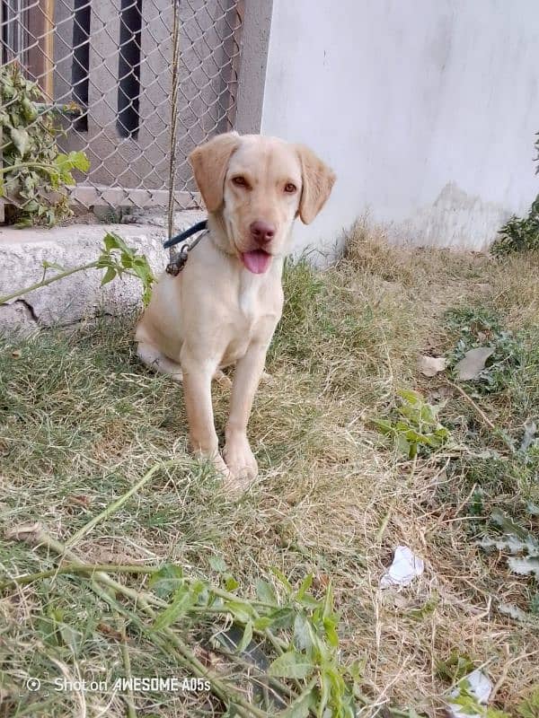 Labrador 0