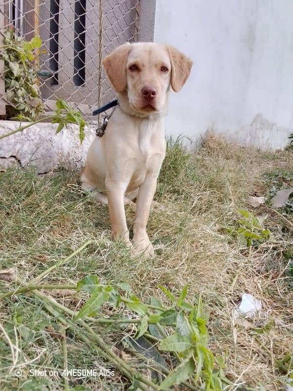 Labrador 4