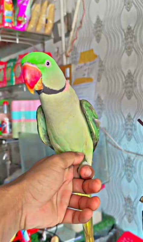 raw parrot for sale Only WhatsApp number 0