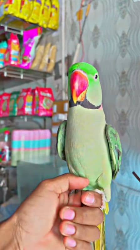 raw parrot for sale Only WhatsApp number 1