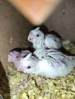 Cocktail chicks and adult for sale