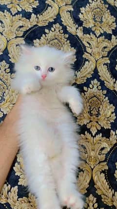 Persian kittens for urgent sale My Whatsapp number 03479384891