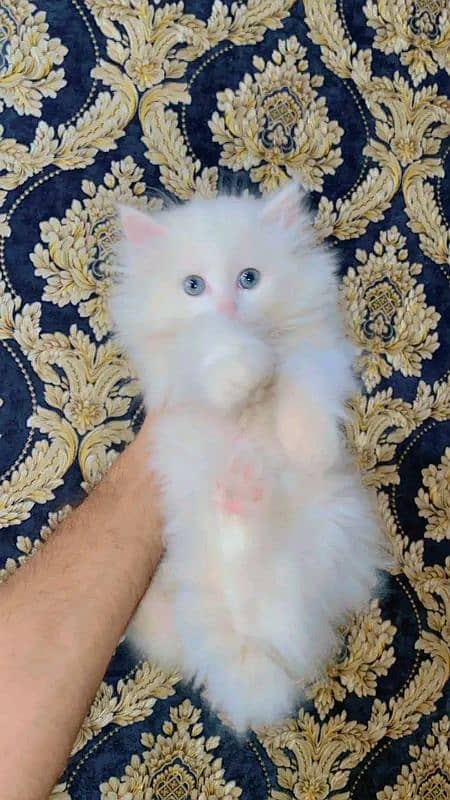 Persian kittens for urgent sale My Whatsapp number 03479384891 1