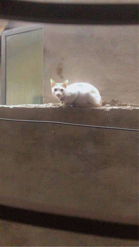 stray cat hai laken bhut loving aur cute hai 0