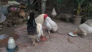 brahman hen, breeder, male , female hen, Brahman female