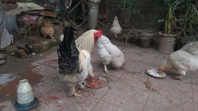 brahman hen, breeder, male , female hen, Brahman female 0