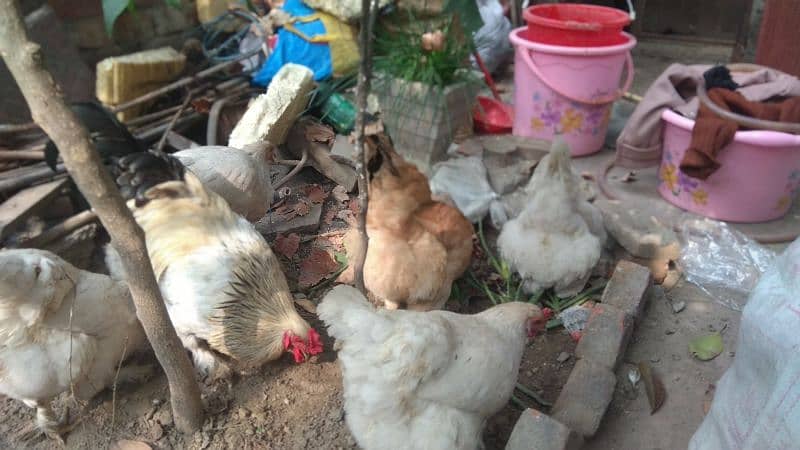 brahman hen, breeder, male , female hen, Brahman female 1