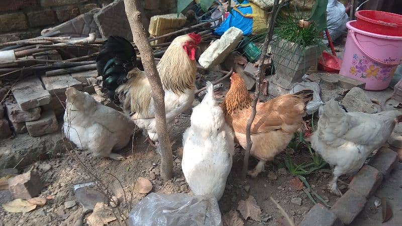 brahman hen, breeder, male , female hen, Brahman female 2