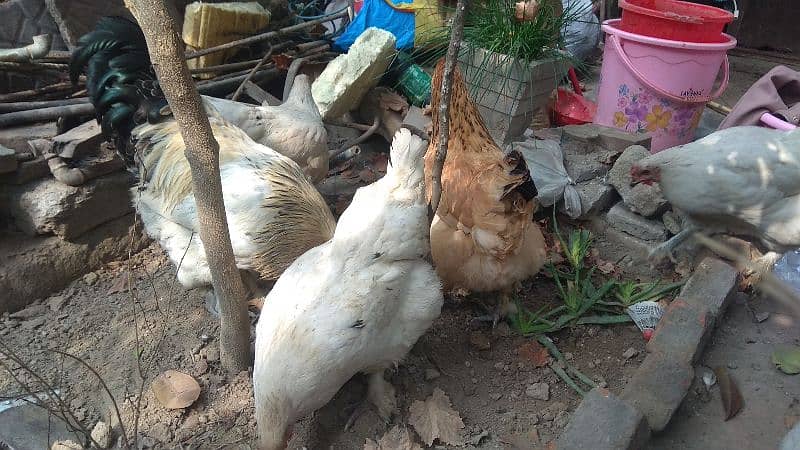 brahman hen, breeder, male , female hen, Brahman female 3