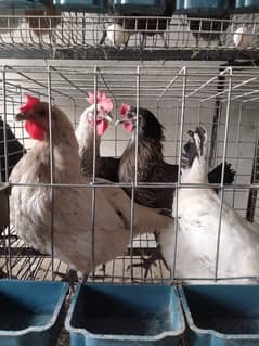 Egg laying Hens