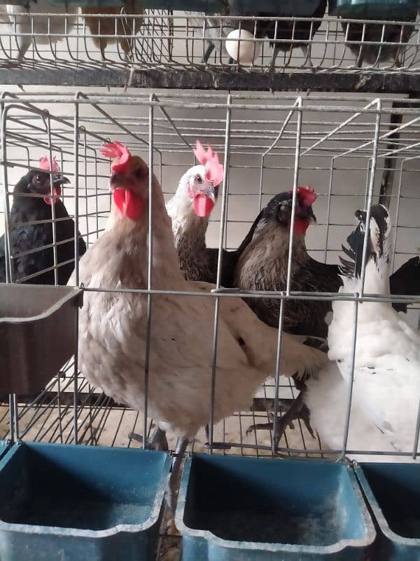 Egg laying Hens 2