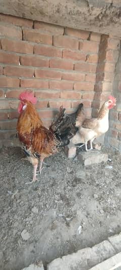 3 murghiya or aik murgha for sale