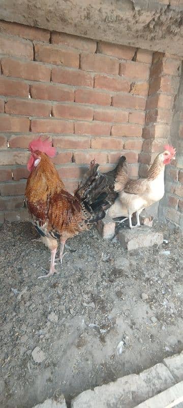 3 murghiya or aik murgha for sale 0