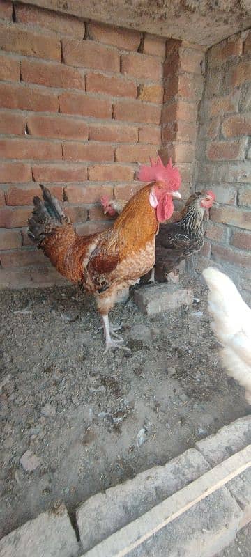 3 murghiya or aik murgha for sale 1