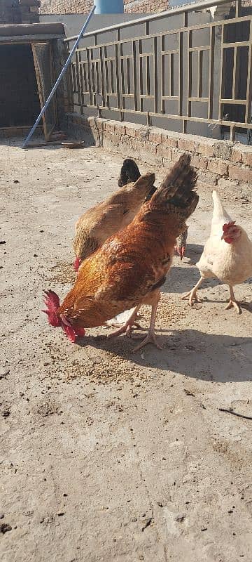 3 murghiya or aik murgha for sale 4