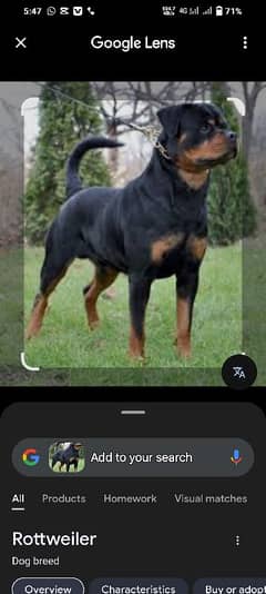 rottweiler