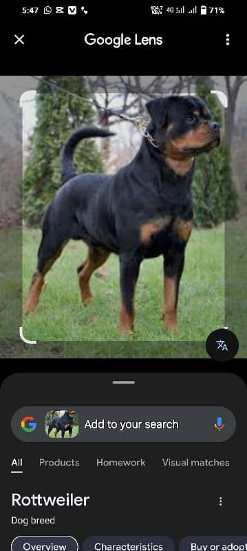 rottweiler 8 month 0