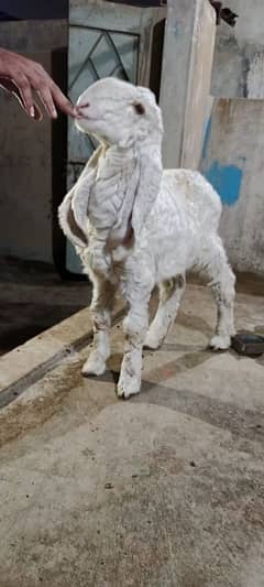 Sheep Dumba Larkana