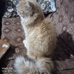 double coat beautiful male Persian cat