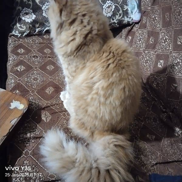 double coat beautiful male Persian cat 1