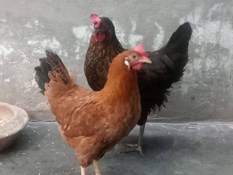 egg laying golden misri hen 1