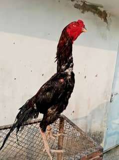 Aseel Shamo Imported Breed