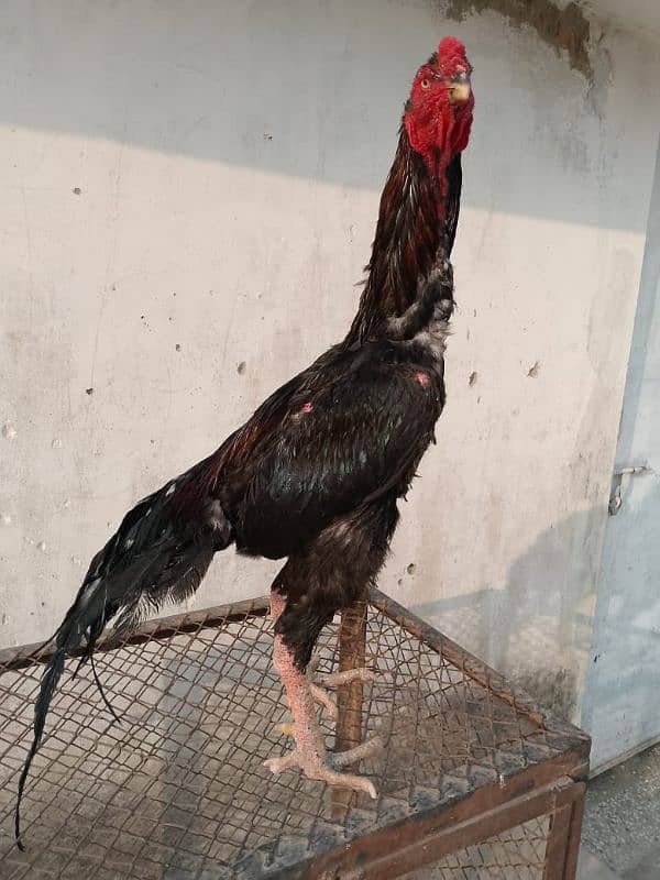 Aseel Shamo Imported Breed 1