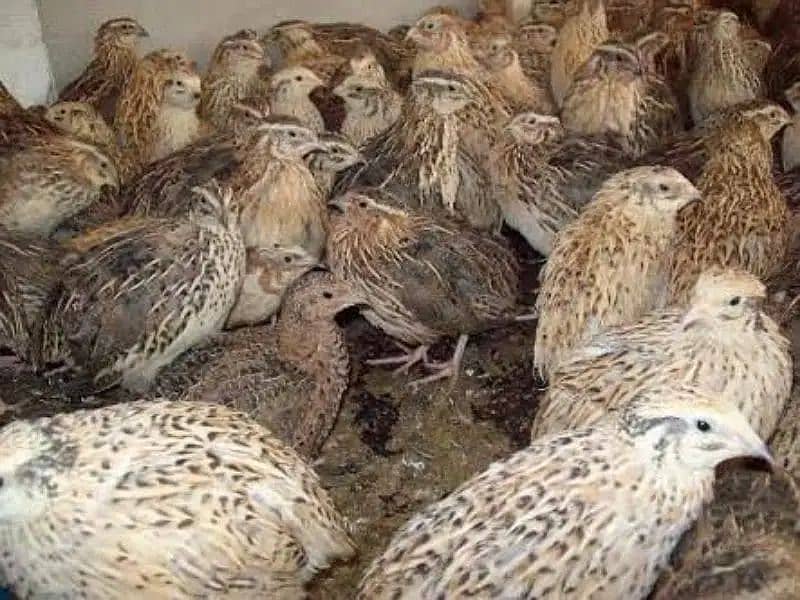 Batair / Quails / batair chicks / egg laying batair / quality bater 2