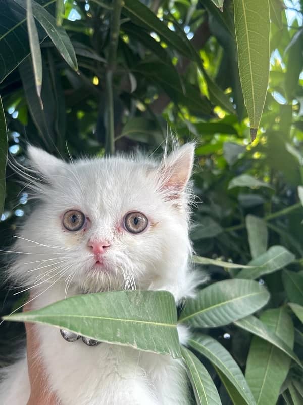 healthy playful kitten 2