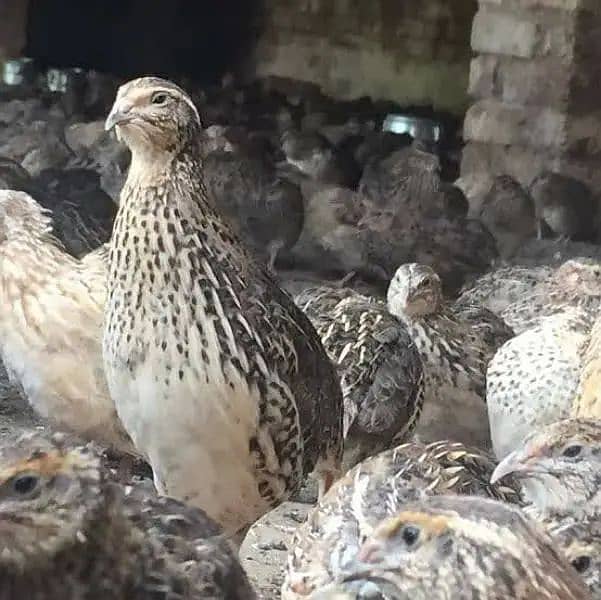 Batair / Quails / batair chicks / egg laying batair / quality bater 1