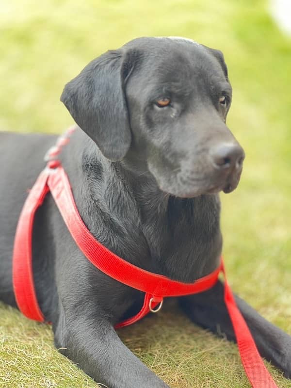 American Labrador Fully Trained Army Dog 0